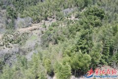 县连冈长儿园组织长儿走进石壁镇客家学校剪纸